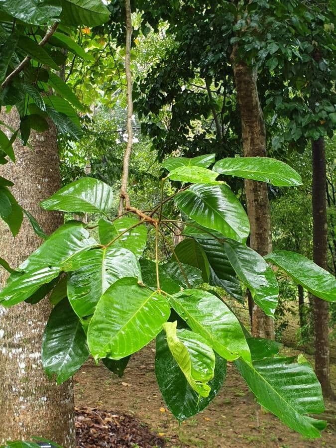 Santol 9