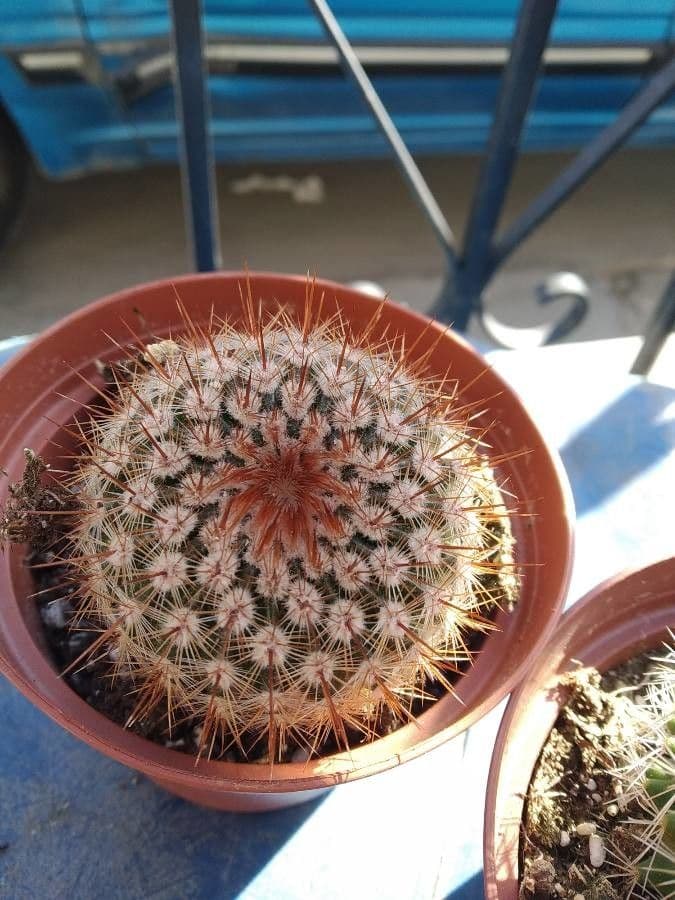 Echinocereus 20