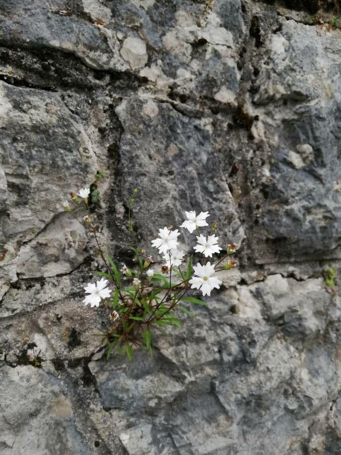 Silene pusilla 3