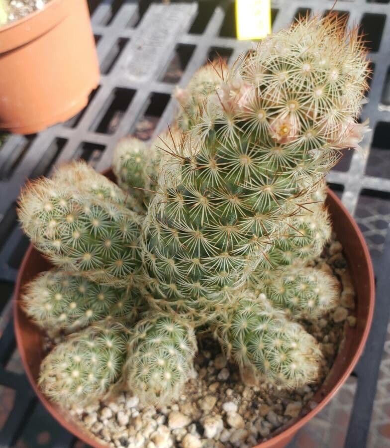 Cactus stella dorata 10