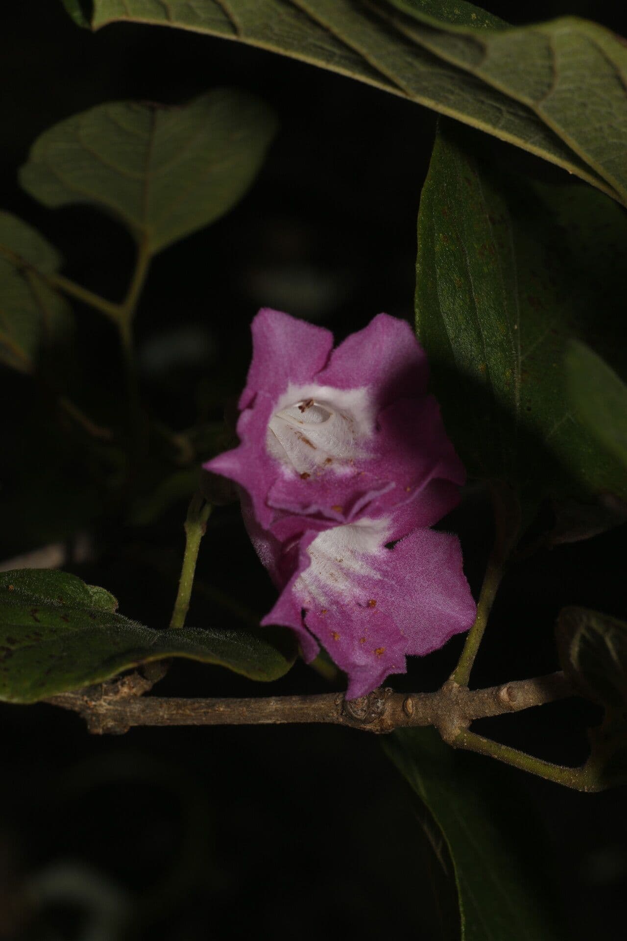 Fridericia 2