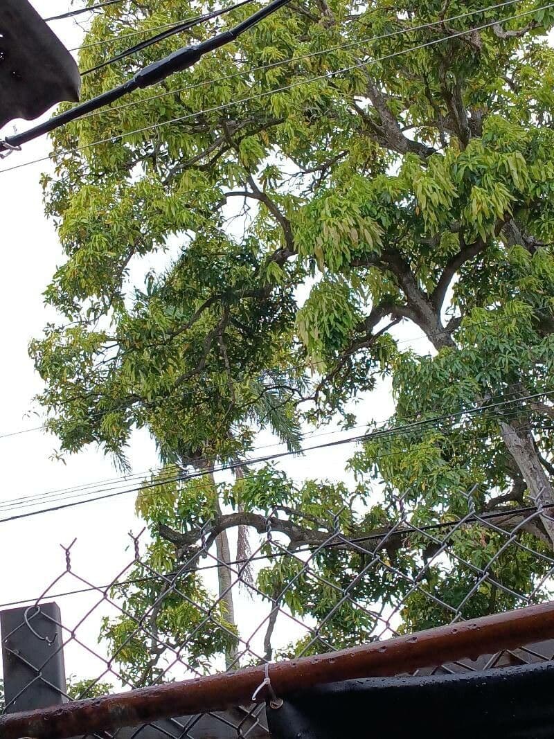 Mogano 20