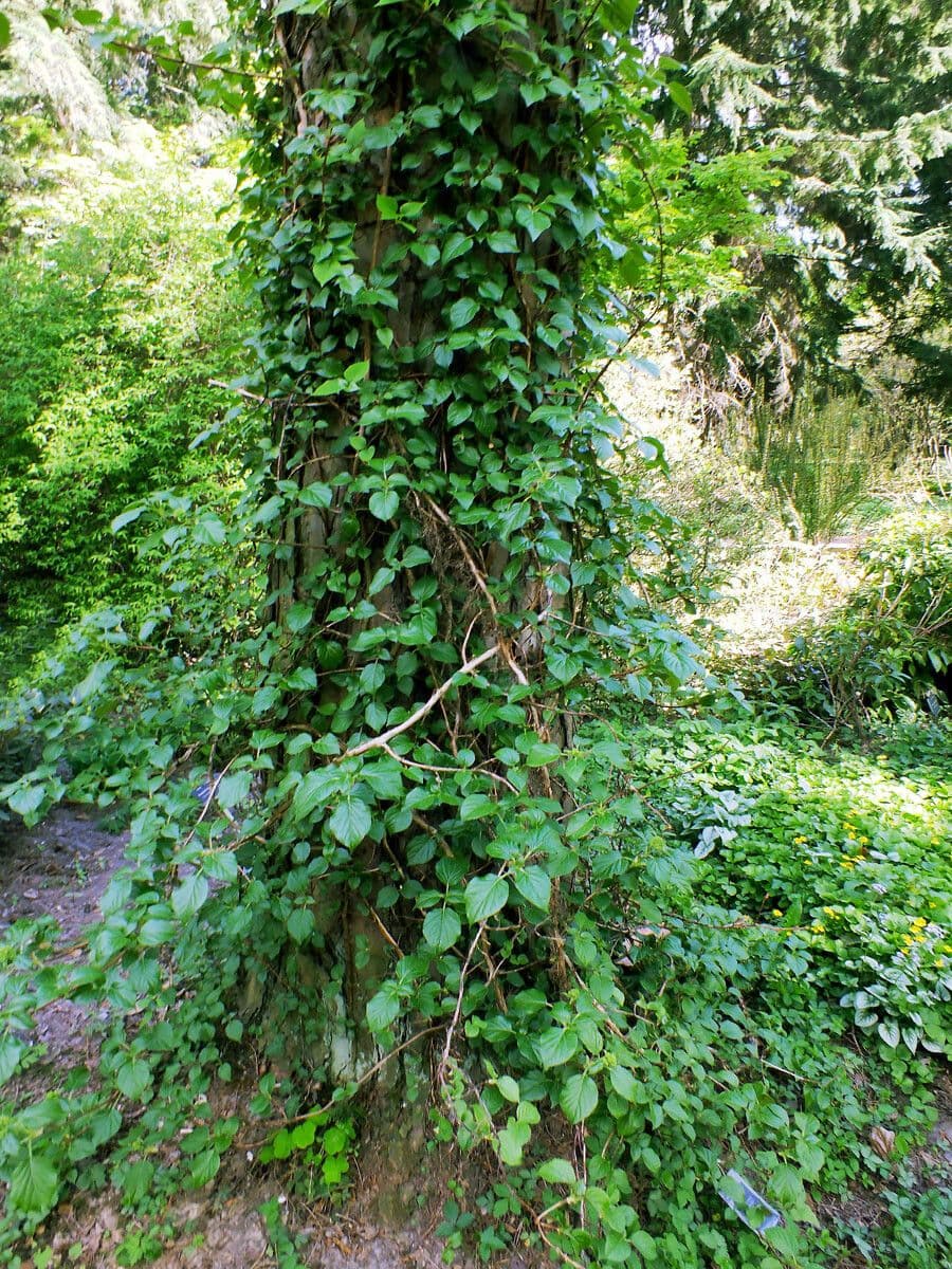 Hortenzie 3