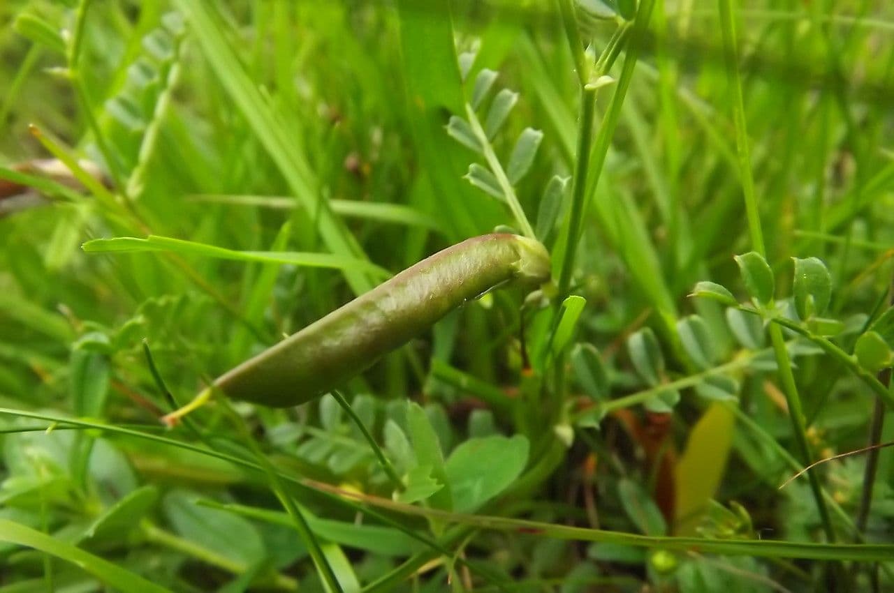 Vesce des Pyrénées 4