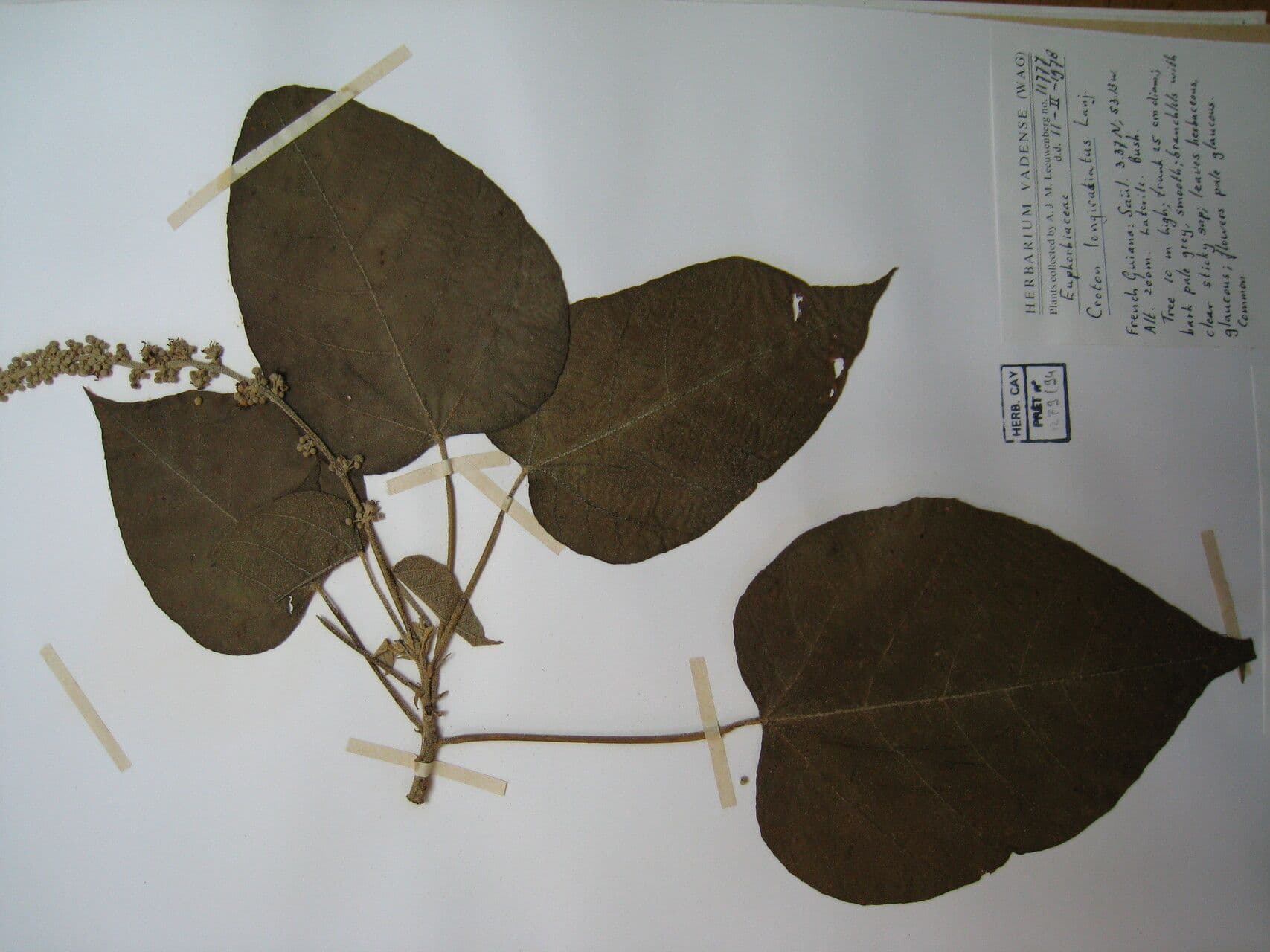 Drachenbaum