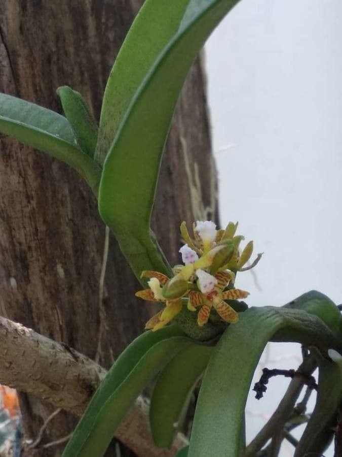 Acampe pachyglossa 6
