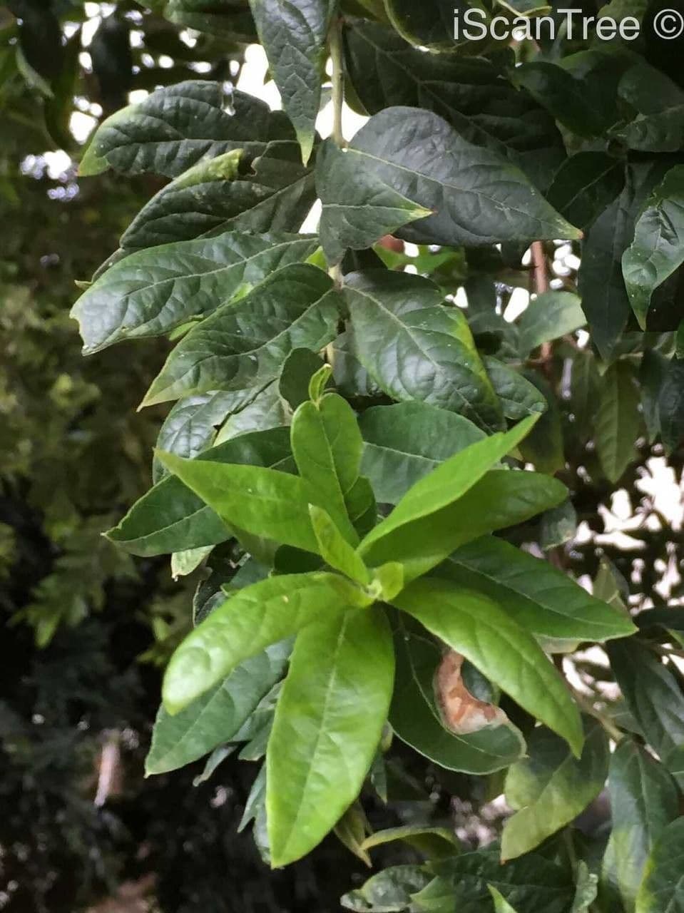 Combretum 8