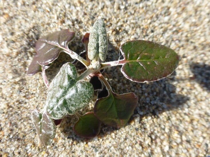 Eriogonum 12