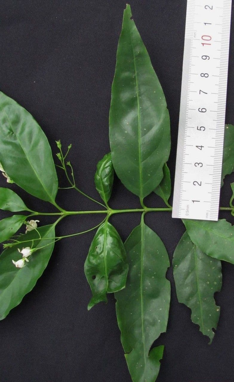 Chiococca alba 23