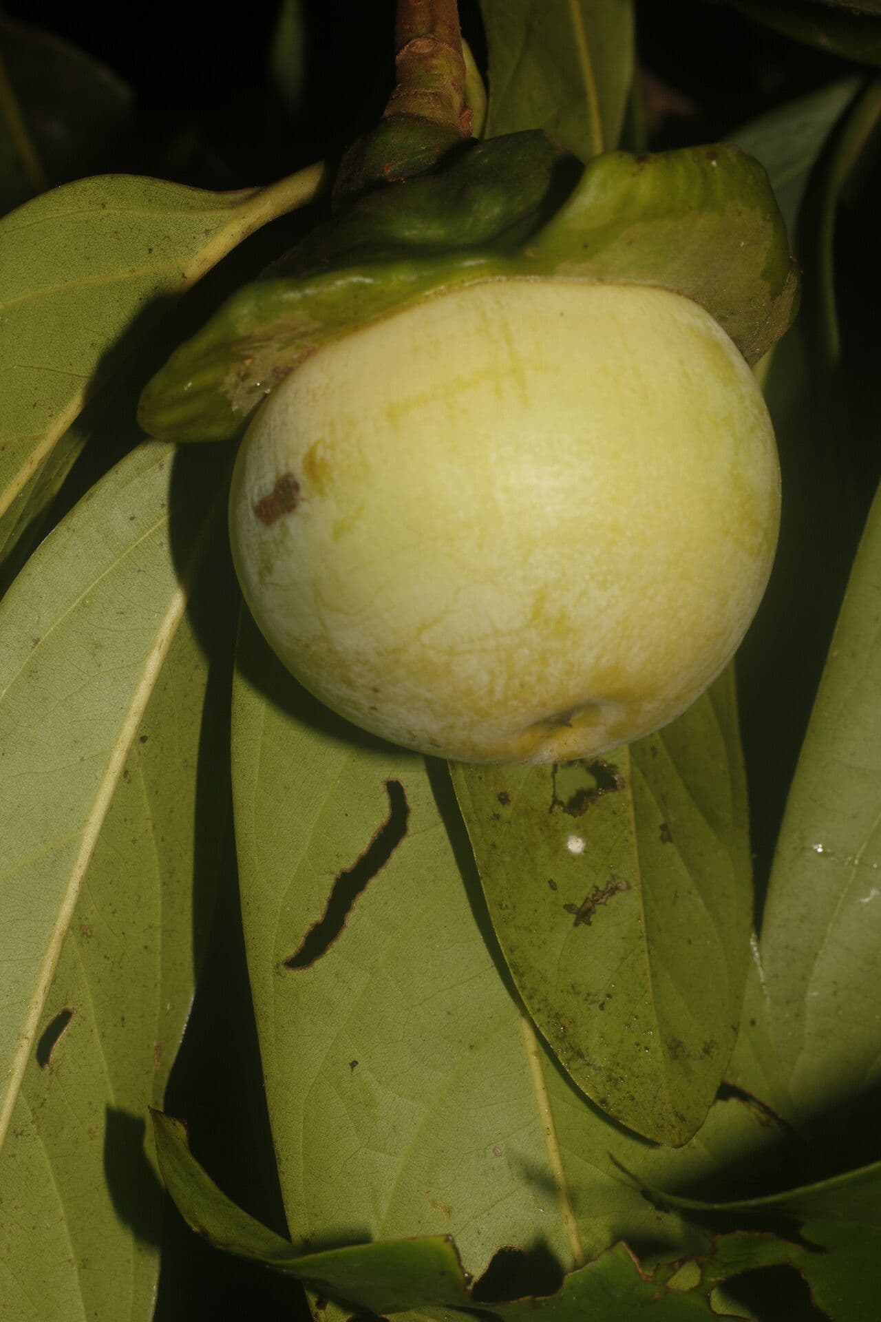 Mespilodaphne