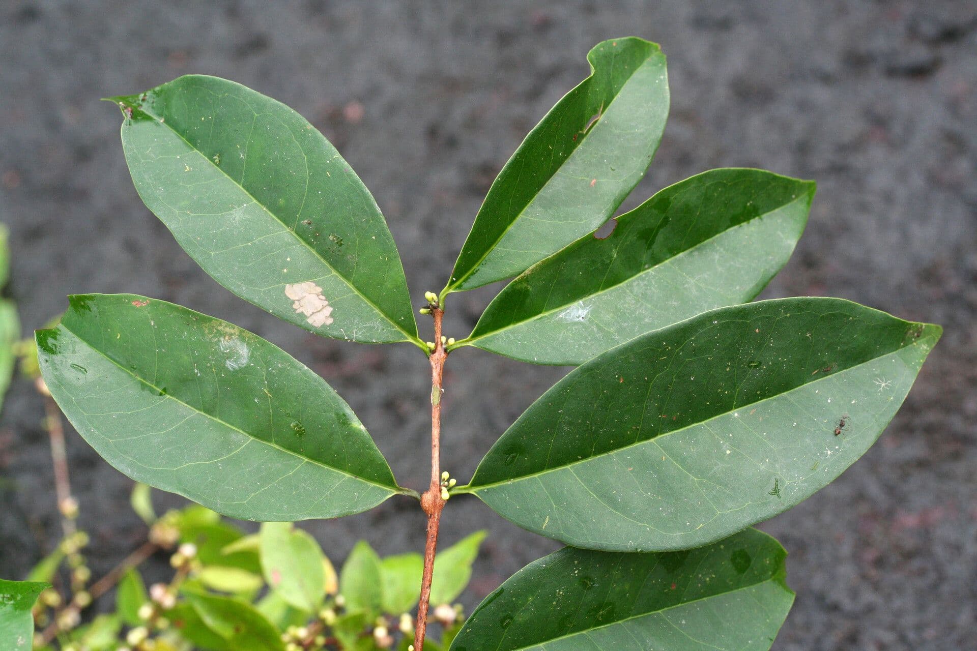 Eugenia 5