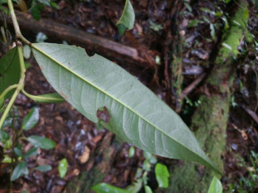 Ixora