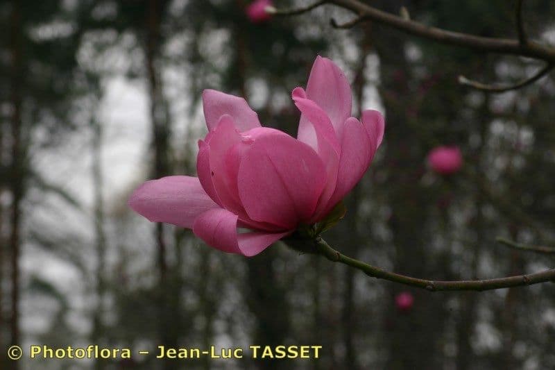 Magnolia 4