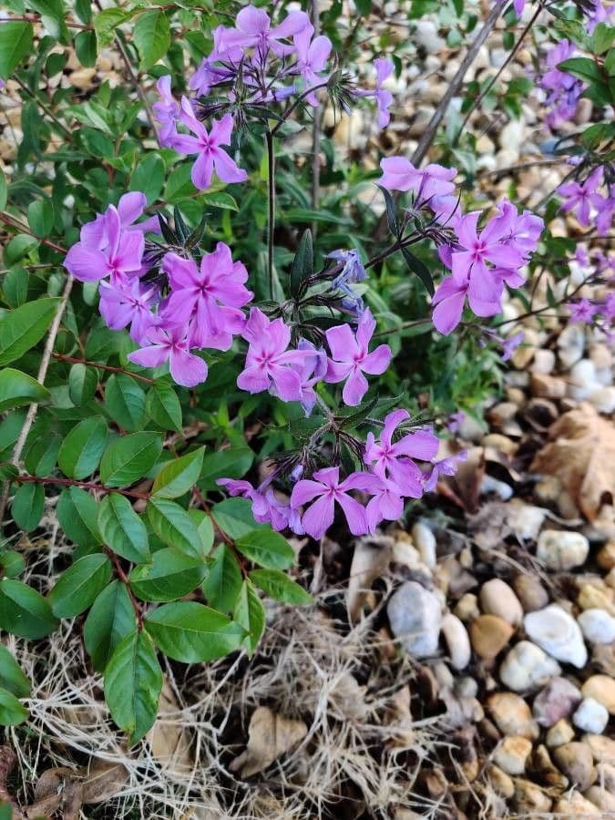 Zottiger Phlox 5