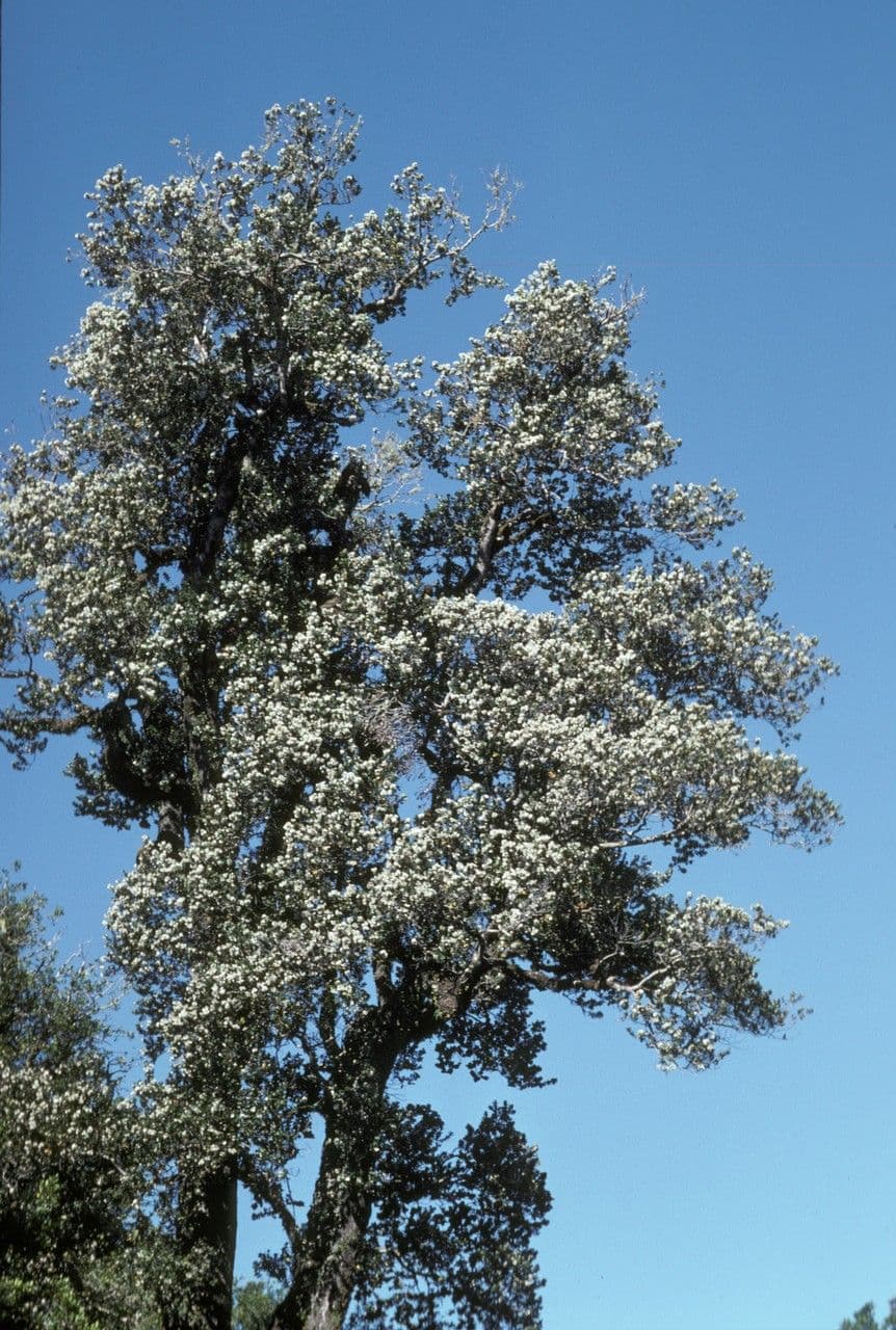 Eucryphia 11