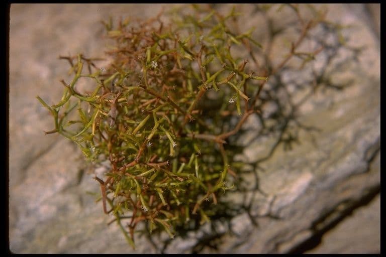 Chorizanthe brevicornu 8