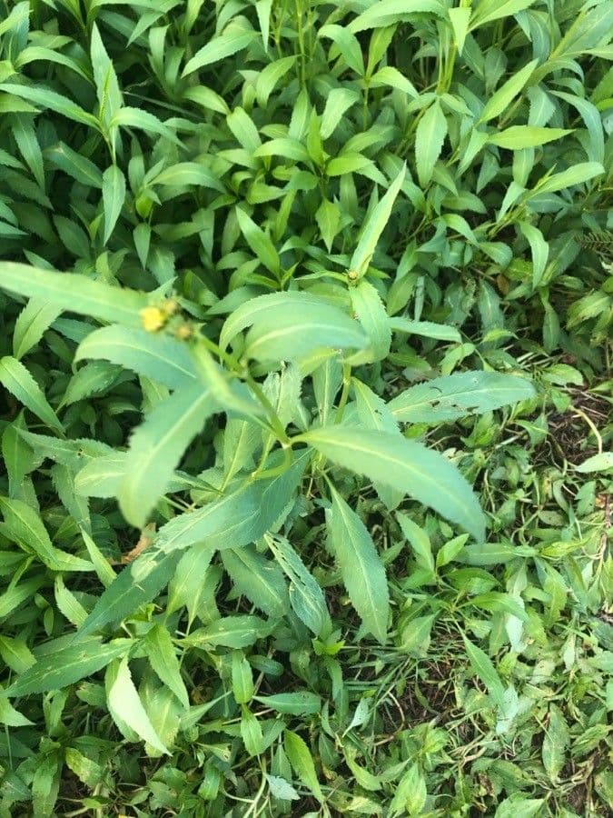 Bidens aurea 10
