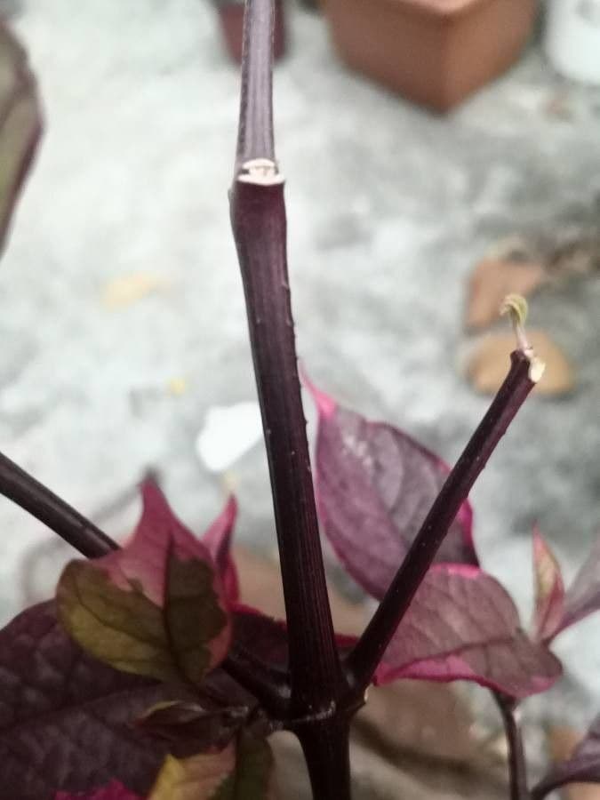 Alternanthera Brasiliana 21