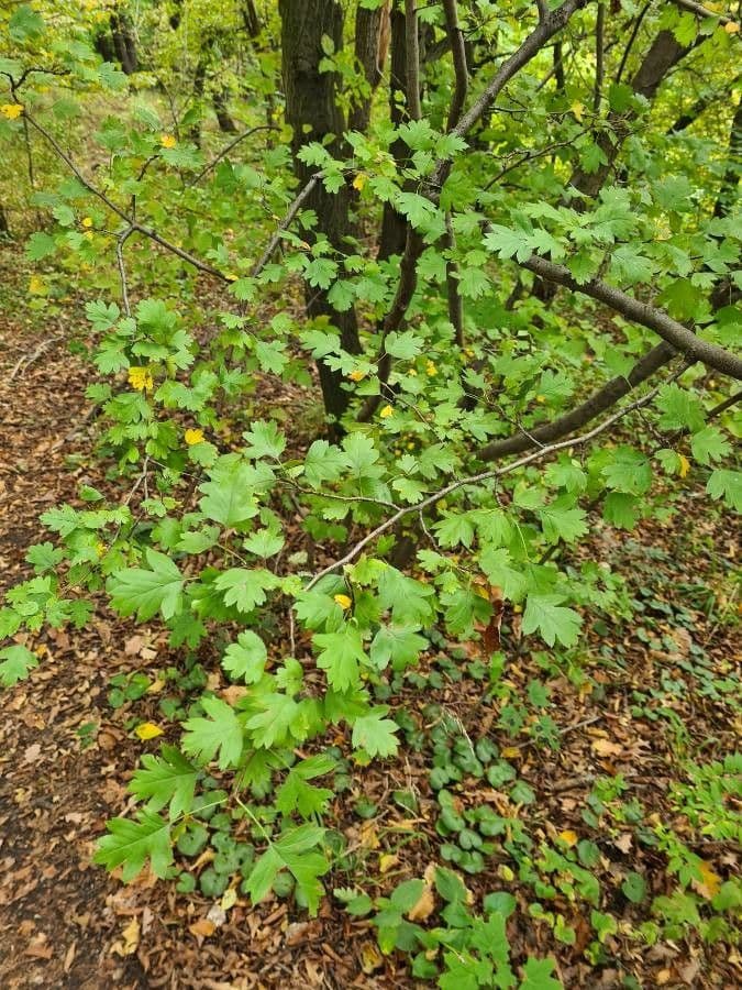 Petersilien-Weißdorn 17