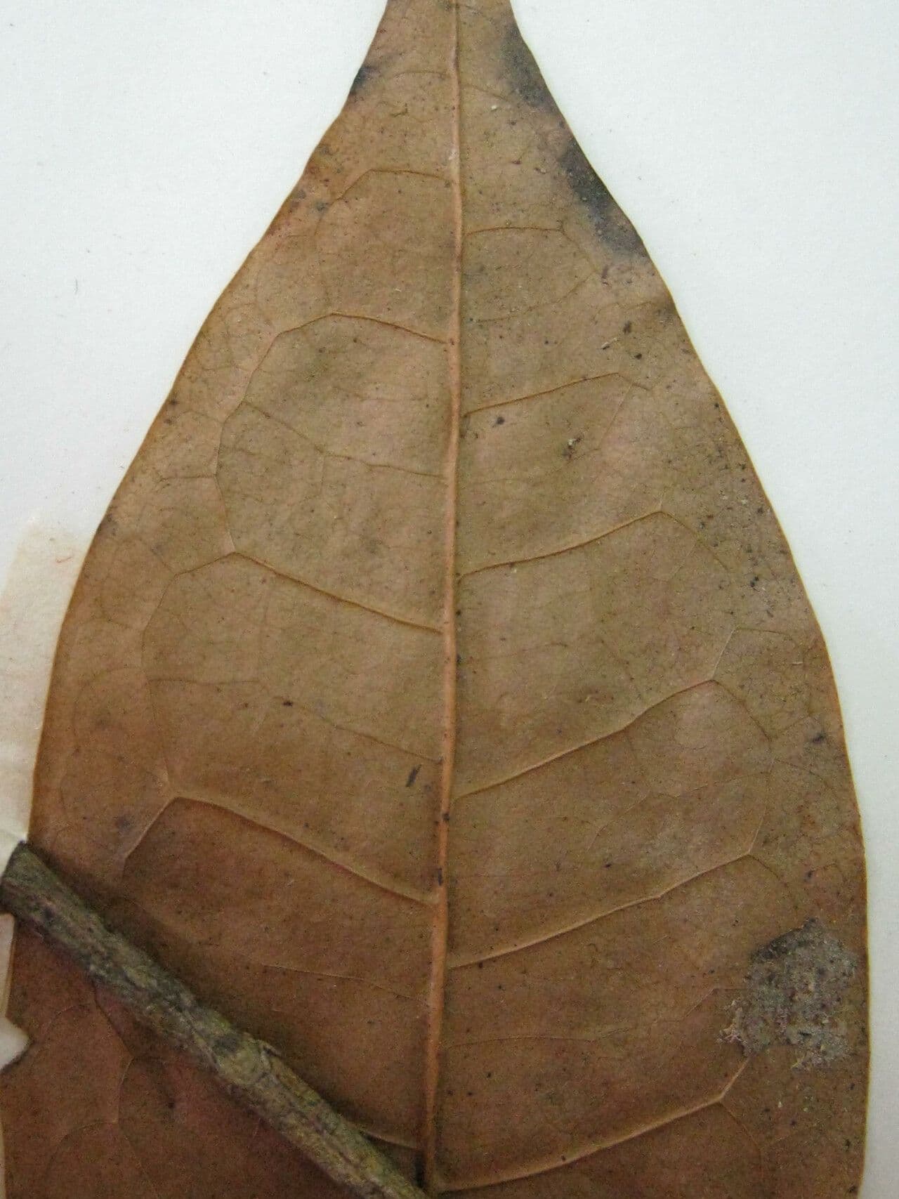 Anaxagorea 3