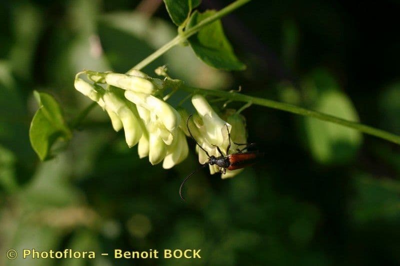 Vesce pisiforme 5