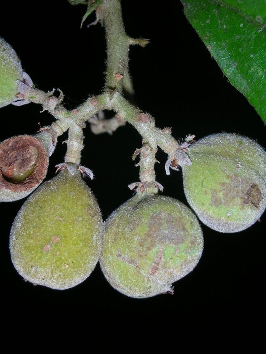 Dichapetalum