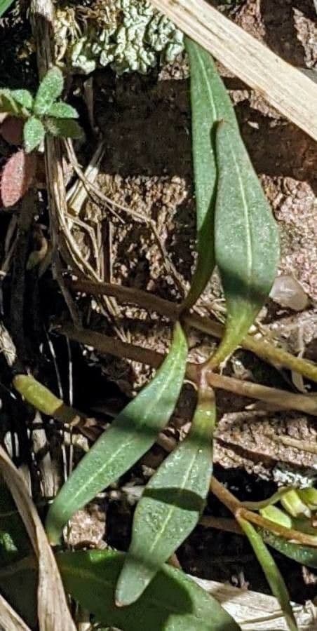 Claytonia 3