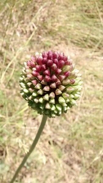 Aglio testatonda 6