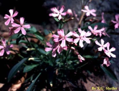 Silene della Carolina
