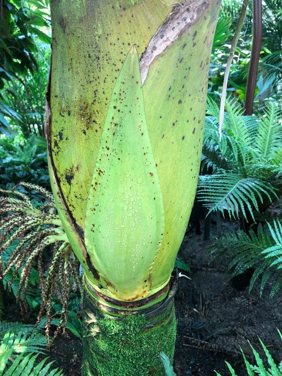 Palma Nikau 14