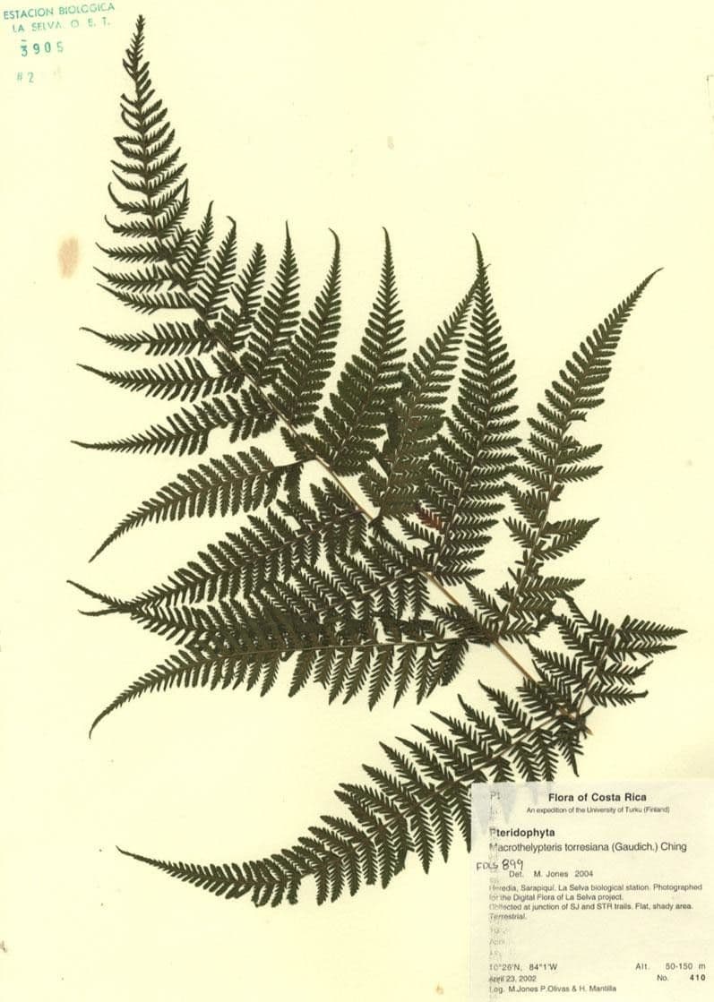 Macrothelypteris 18