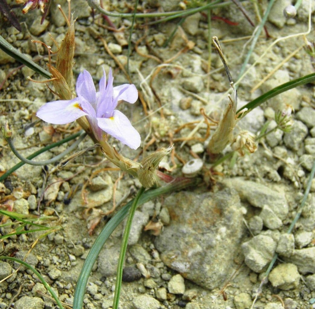 Tulipano blu 6