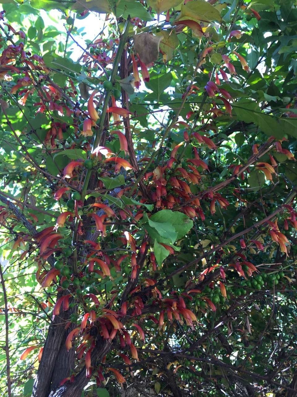 Halleria lucida 6