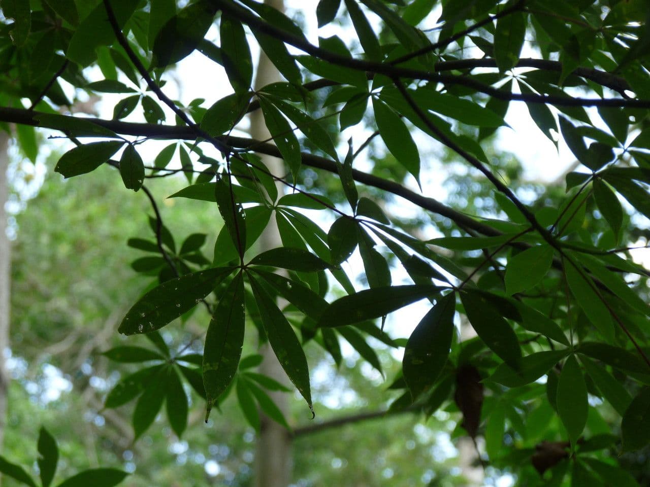Ceiba 29