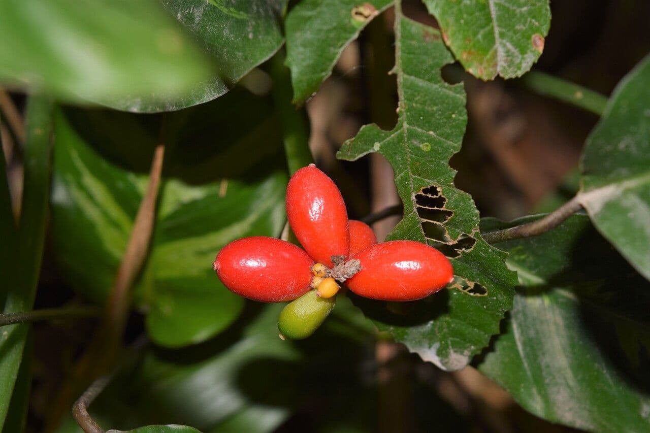 Caféier Robusta 2