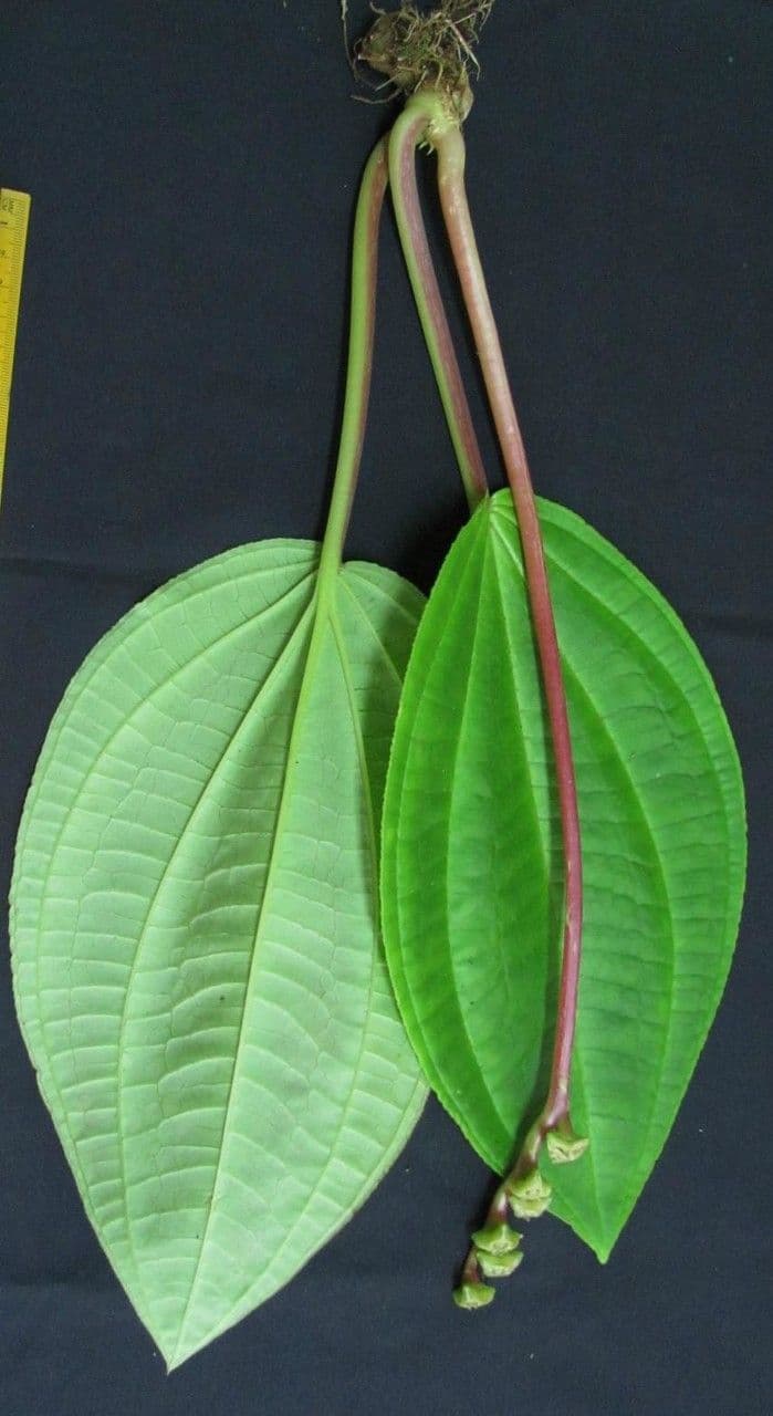 Monolena 9