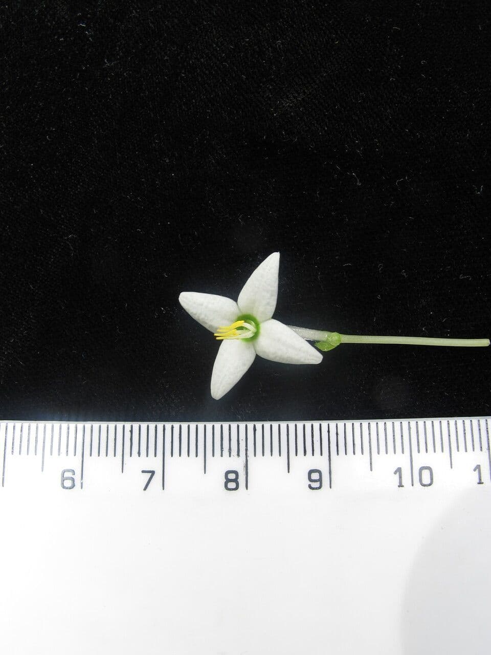 Argostemma 6