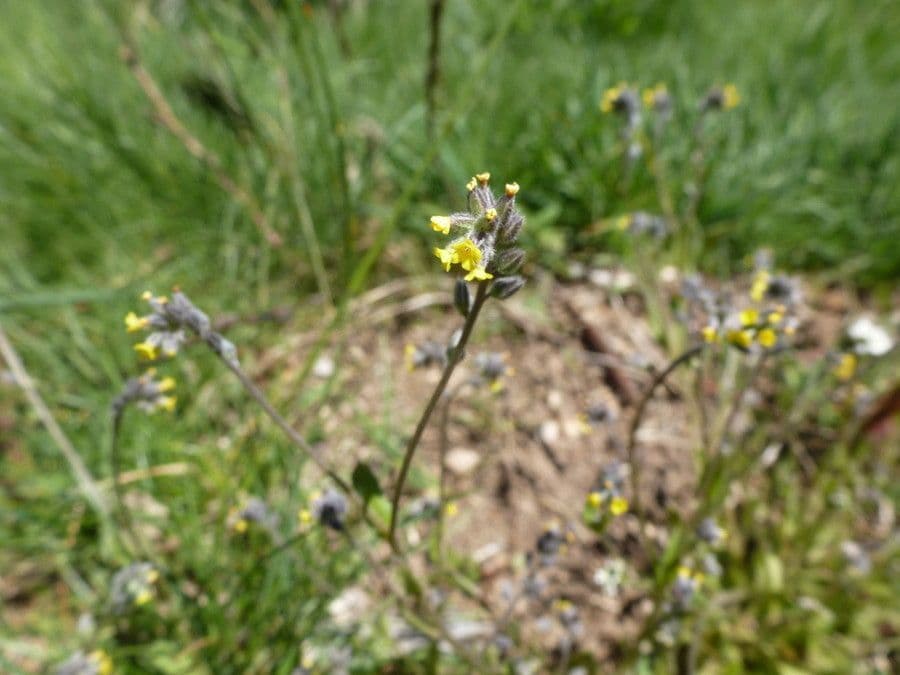 Myosotis 3