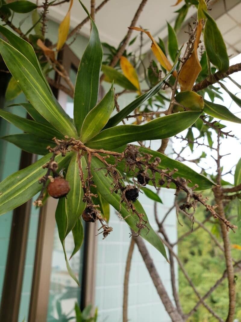 Callisia