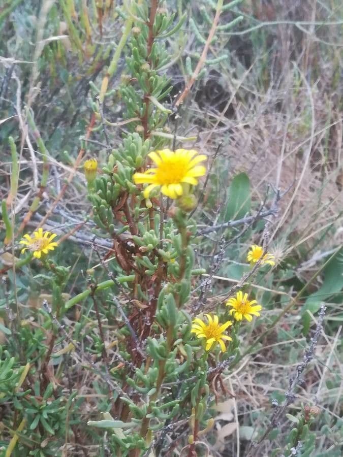 Limbarda crithmoides 27