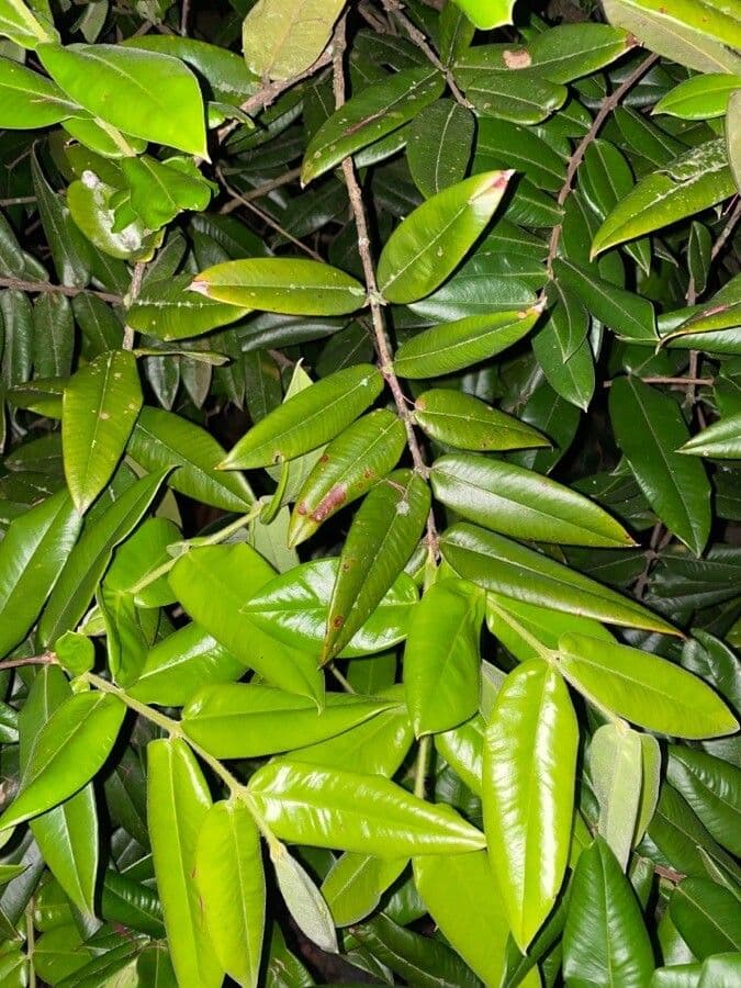 Mirciaria 13