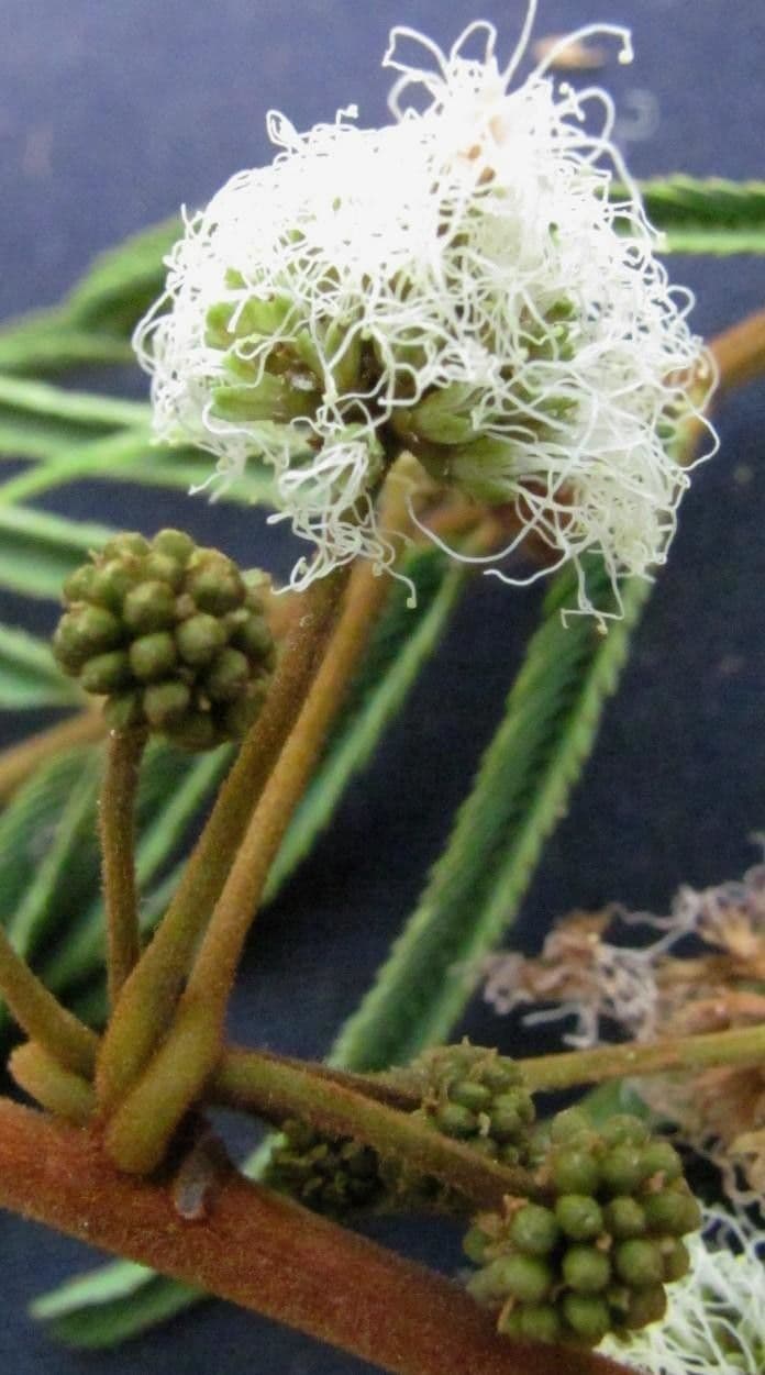 Enterolobium