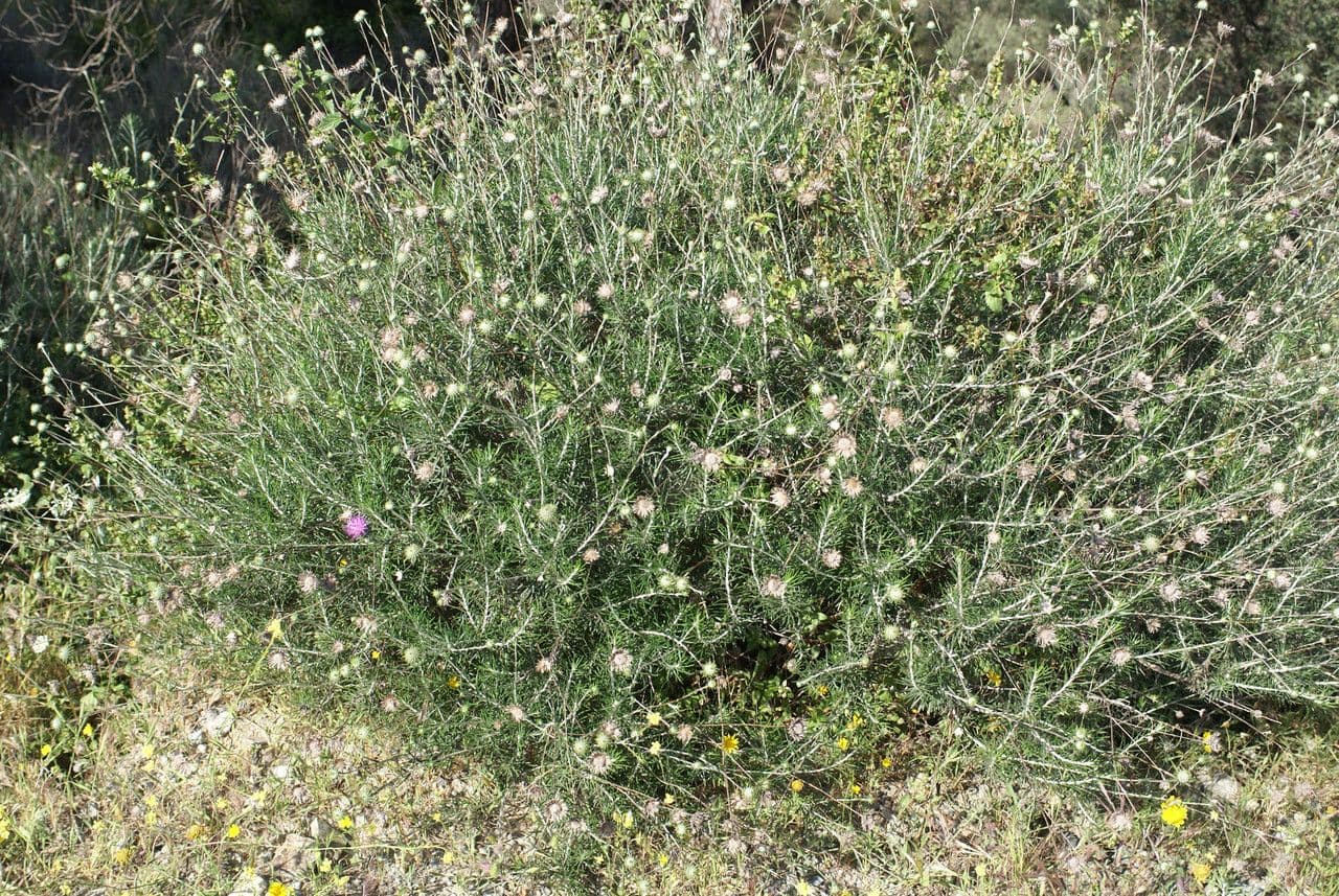 Ptilostemon chamaepeuce 15