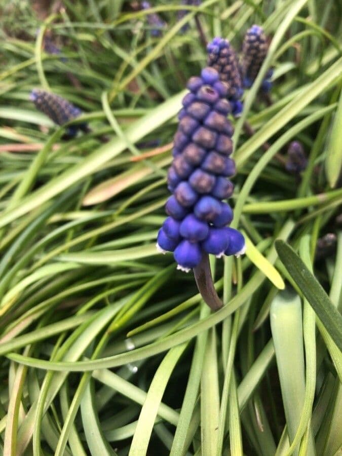 Muscari armeniaco 23