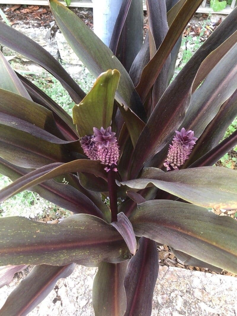 Eucomis 8
