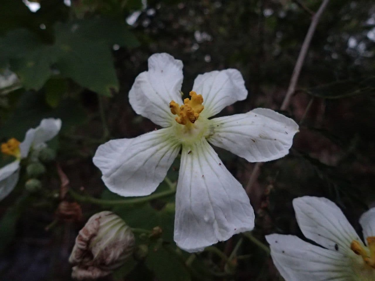 Zucca selvatica 4