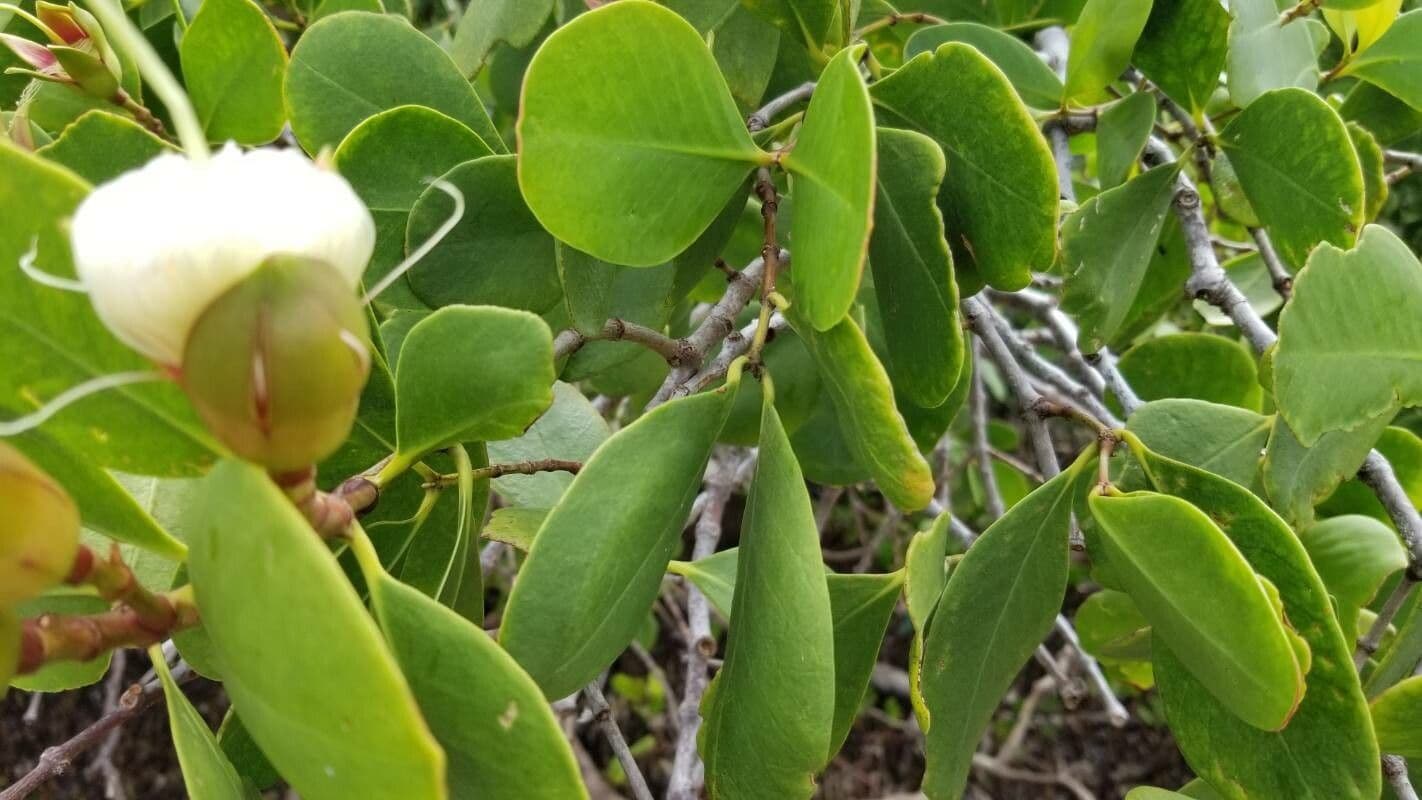 Sonneratia alba 10