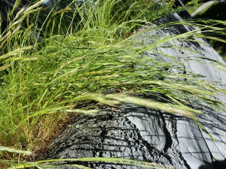 Festuca falascona 15