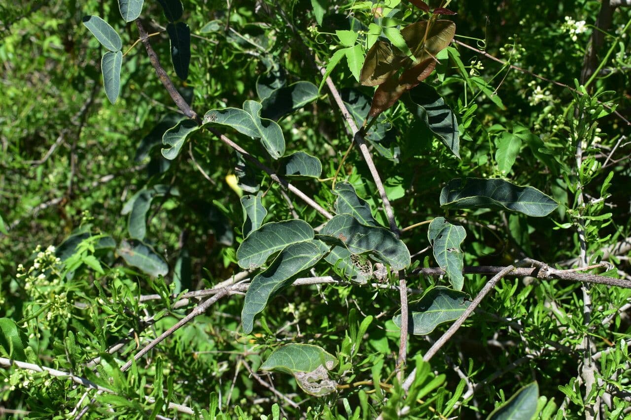 Dolichandra 6