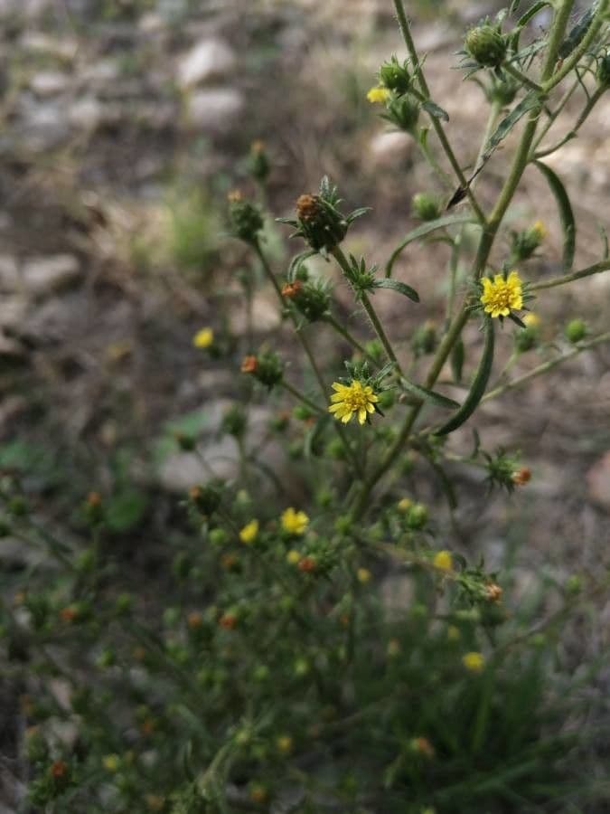 Inula fetida 14
